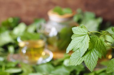 Kahverengi, eski bir ahşap masadaki bitki çayının bulanık arka planında taze frenk üzümü yaprağı. Kurutulmuş üzümlü yaprakların kullanışlı özellikleri. Şifalı otlar ve bitkiler hasat mevsimi.