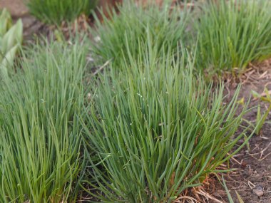 Kış dekoratif soğanların çalıları ilkbaharın başlarında büyümeye başladı. Tarım.