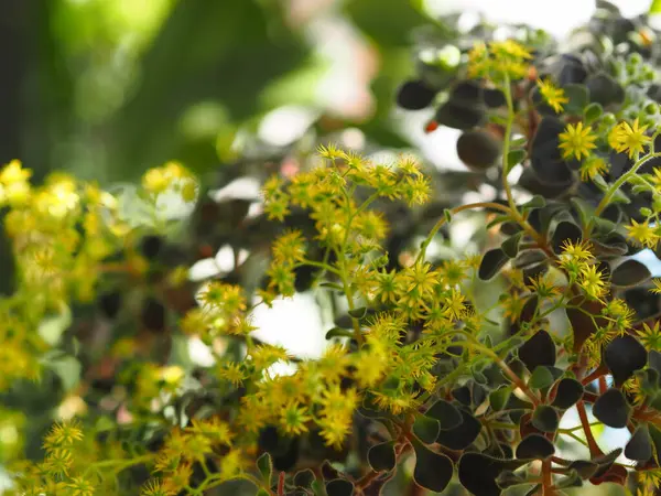 Kvetoucí Dům Aichrizon Parapetu Soukromém Domě Květiny Jako Součást Interiéru — Stock fotografie