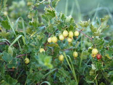 Bahçıvanlık. Yaz sabahının başında. Şafak Bektaşi üzümü çalısı, yaz sabahının erken saatlerinde açık havada. Yapraklara çiy damlaları düşer.