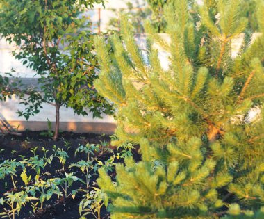 Küçük domates bitkileri köy yatağında açık araziye ekilir. Yaz güneşinin erken saatlerinde sebze bitkileri. Çiftçilik ve organik sebze yetiştirme.