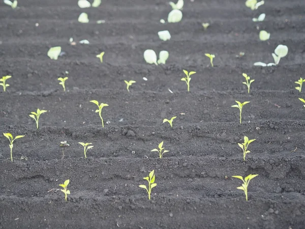 Tarım Karabiber Lahana Filizli Yataklar Organik Doğal Ürün Yetiştiriyorlar Yaz — Stok fotoğraf