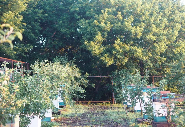 Ранній Туман Літнього Ранку Апіарій Юному Яблучному Саду — стокове фото