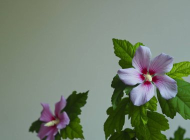Floral greeting background with place for text. Blue-pink hibiscus flowers on a gray background.