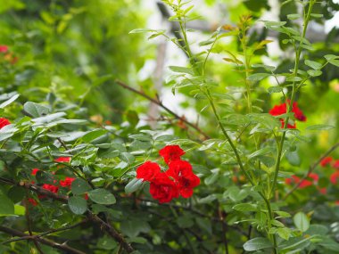 A growing rose bush with adorable small flowers and red rosebuds. Floriculture and horticulture.
