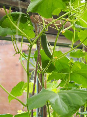 Fine fruits of cucumbers. Growing vegetables in a greenhouse. Agriculture and vegetable growing.