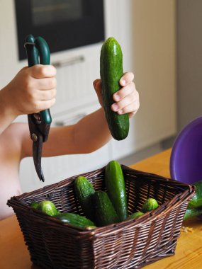 Summer vegetable food. The child is holding fresh cucumbers plucked from the garden.