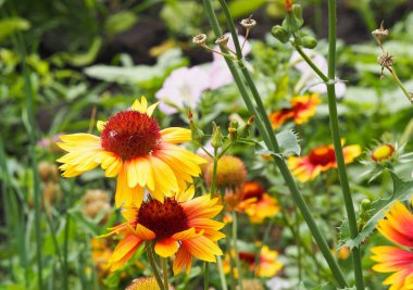 Yazın doğal arka plan. Bahçede farklı papatya çiçekleri.