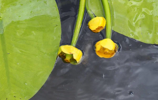 Verão Russo Paisagens Fluviais Noite Flores Lírio Água Amarela Plantas — Fotografia de Stock