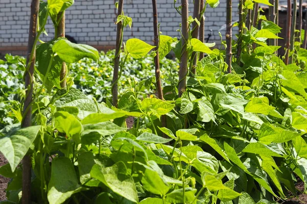 Beans growing in raised garden bed