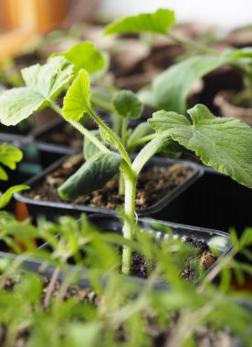 Bahar geliyor. Erken bir kabak tohumu, evde, pencere kenarında Rossada için bir kapta yetişir..