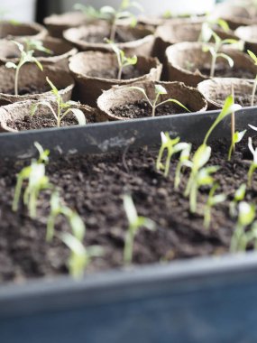 Bahar tarımsal hazırlık işleri. Pencere kenarında tohumlardan yetişen ilk balkabağı ve domates tohumları..