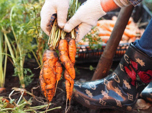 Сезон сбора урожая в саду. Осенние работы в саду. Женщины руки в рабочих тянут морковь из сада. Стоковое Фото
