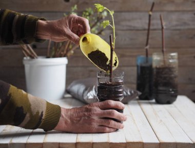 Üzüm kesmek. Üzüm saplarında yeni filizler ve kökler. Üzüm üretimi. Erkek eller kesikleri bir konteynıra yerleştirmekle meşguller. Kesme işlemleri ekime hazırlanıyor.