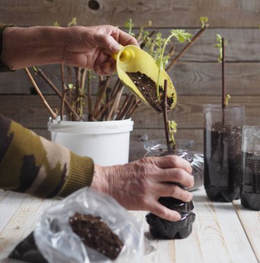 Üzüm kesmek. Üzüm saplarında yeni filizler ve kökler. Üzüm üretimi. Erkek eller kesikleri bir konteynıra yerleştirmekle meşguller. Kesme işlemleri ekime hazırlanıyor.