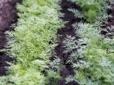 Bahçe yatağında taze dereotu yetişiyor. Yıllık bitki. Taze bitkiler yetiştirir..