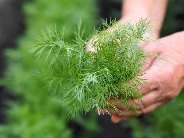 L'aneth frais pousse dans le jardin. La femme est les mains cueillies l'aneth dans un tas. Images De Stock Libres De Droits