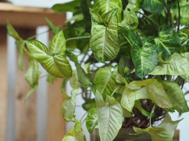 Yaprağın hafif kenarlı Liana Sengonyumu bir saksının içinde büyür..