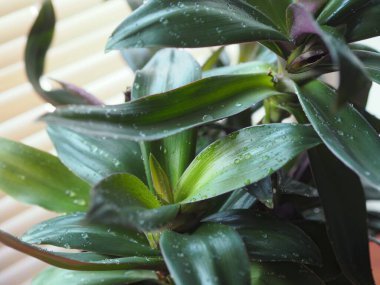 Mor Tradescantia, bir ev çiçeği, pencere kenarında bir saksıda yetişir..