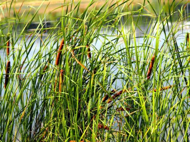 Bitkilerin doğal arka planı. Reed gölün kenarına bitki eker..