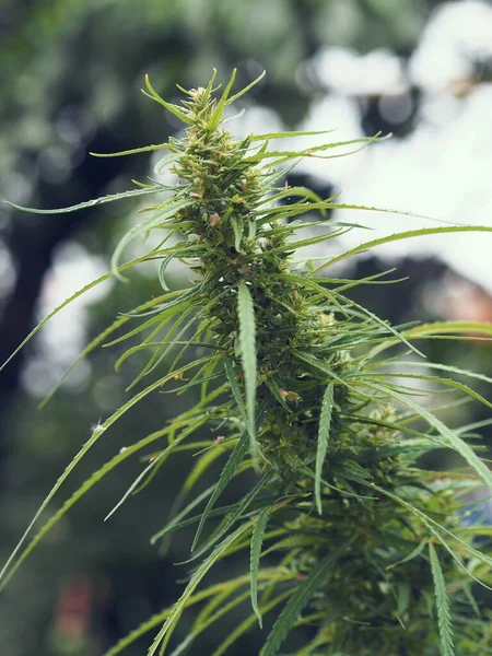 庭で成長している大人のマリファナ植物の枝 大麻とも呼ばれるマリファナの有益な薬の特性 — ストック写真