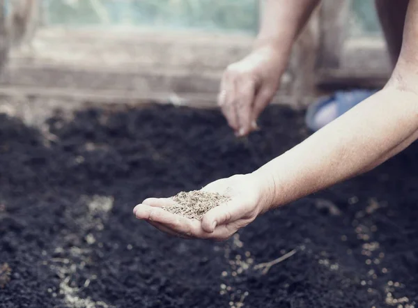 Tarım Geçmişi Yaşlı Bir Kadının Elleri Toprağa Dereotu Tohumu Atıyor — Stok fotoğraf