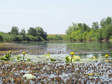 Orta Rusya 'da haziran ayında yaz mevsimi. Nilüfer çiçekleri ile nehir suyu manzarası.