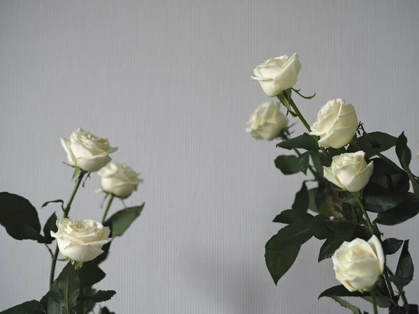 Tarjeta Felicitación Fondo Rosas Blancas Sobre Fondo Gris Lugar Para —  Fotos de Stock