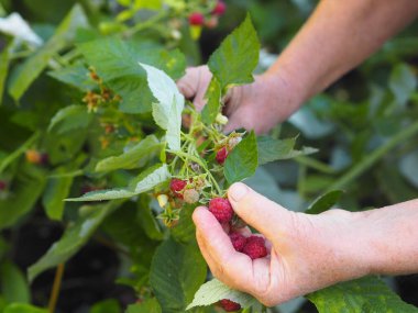Yaşlı bir kadının elleri dallardan olgun kırmızı ahududu topluyor. Sonbahar böğürtlen toplama.