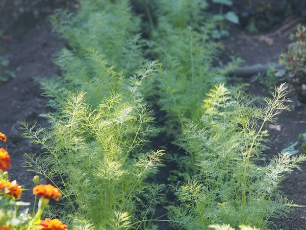 Natural Healthy Food Dill Herb Grown Garden Use Food Seasoning — Stock Photo, Image