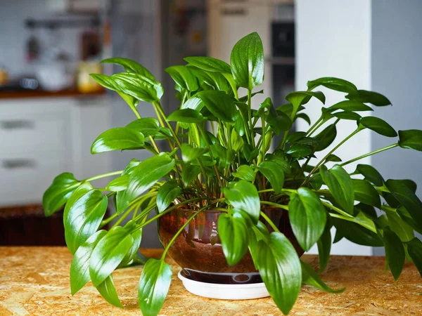 Ornamental plant Drimiopsis spotted, grown at home, against the background of the kitchen interior. — Stock Photo, Image