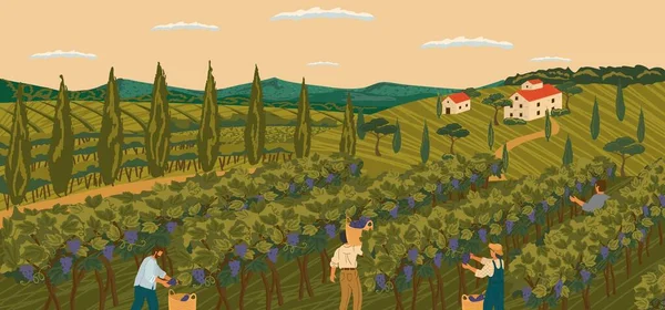 Paisaje de viñedo con campo de uva y villa de bodega en el fondo. Afiche de ilustración vectorial dibujo a mano. La vendimia de uvas de vino. La gente trabaja en un campo de bodega — Vector de stock