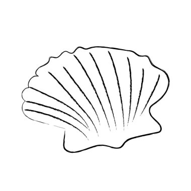 deniz kabuğu çizilmiş karalama çizimi 
