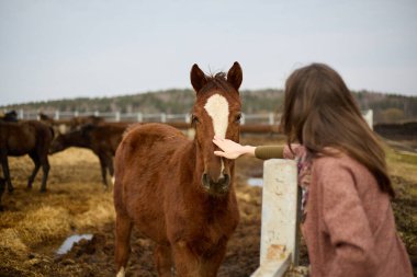 Bir kadın kalp şeklinde bir işaretle siyah atların yüzüne hafifçe dokunurken, bir diğer kahverengi at ise yakınlarda bir çiftlik otlağında duruyor.
