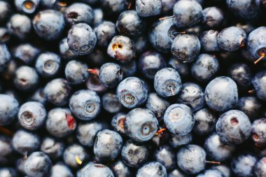Yoğun yaban mersini yığını çeşitli olgunluk gösteriyor, bazılarının sapları ve doğal kusurları var, yukarıdan aydınlatılmış.