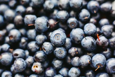 Tozlu çiçek ve calyx izleriyle dolu koyu bir arka planda yoğun bir şekilde paketlenmiş taze yaban mersinli sıkı bir makro çekim.