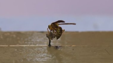 Yerli bir sarı eşekarısı evcil bir odada yuva yapıyor ve sonra uçup gidiyor.