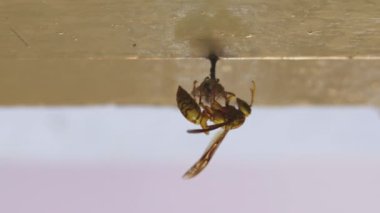 Bir yerli odada yuva yapan sarı bir Kızılderili yaban arısı.
