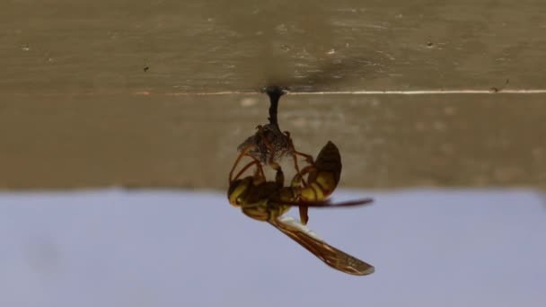 Una Avispa Amarilla India Volando Haciendo Nido Una Habitación Doméstica — Vídeos de Stock