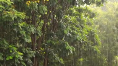 Doğadaki yağmurlu günün odak noktası yeşil bitkiler.