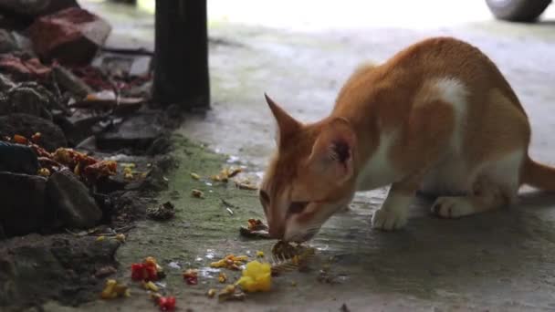 Вуличний Бездомний Кіт Індії Їсть Брудну Їжу Кістки Риб Відходів — стокове відео