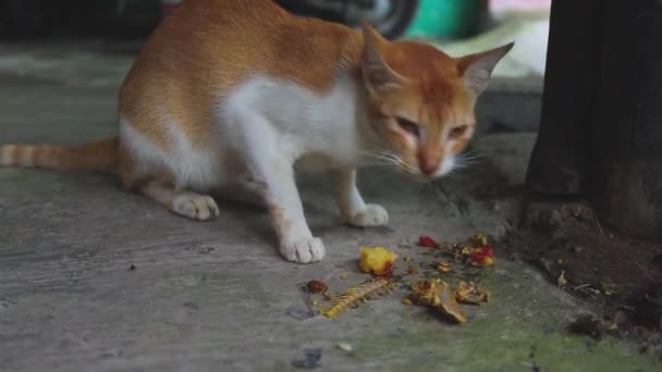 印度街头流浪猫 吃着肮脏的食物 吃着废弃物中的鱼骨头 — 图库视频影像
