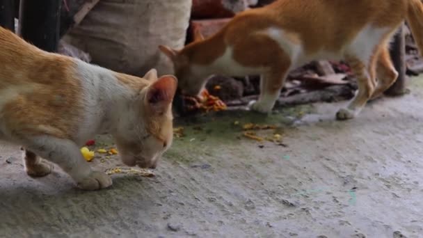 印度街头流浪猫 吃着肮脏的食物 吃着废弃物中的鱼骨头 — 图库视频影像