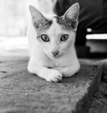 Siyah beyaz, yolda oturan bir Hintli kedinin kameraya baktığı.