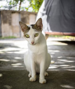 Beyaz renkli bir Hint sokak kedisi yolda oturmuş kameraya bakıyor.