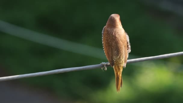 在绿色的背景上坐在缆绳上的有鳞的 有乳房的穆尼亚鸟的特写镜头 — 图库视频影像