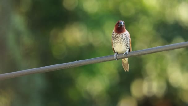 在绿色模糊的背景上坐在缆绳上的有鳞的 有乳房的穆尼亚鸟 — 图库视频影像