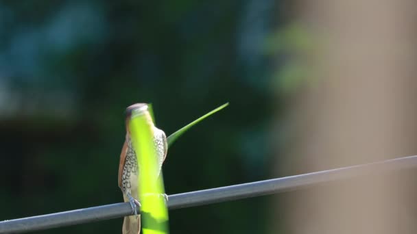 Skala Bröst Munia Fågel Sitter Kabel Med Gräs För Att — Stockvideo