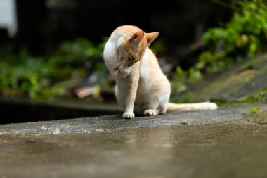 Beyaz ve kahverengi bir Hint kedisi bulanık arka planı olan patileri yalıyor.