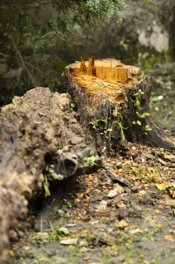 Ölü bir ağaç kütüğü ve gövdesi ile uzanan doğayı yok eden sosyal bir sorun.